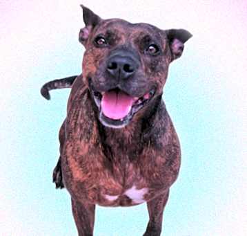 Photo of tiki