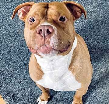 Photo of Jasper - *WUGGIE WOO* NEEDS IMMED FOSTER