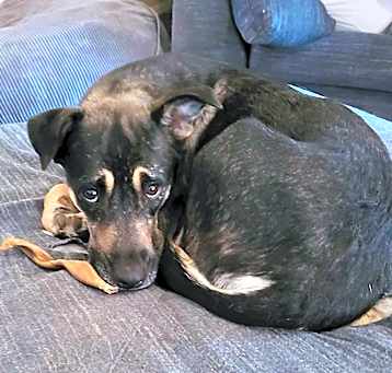 Photo of Daisy