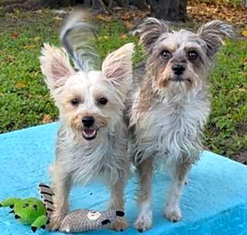 Photo of Bella & Cookie