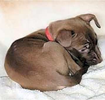 Photo of Cinnamon/ Penny