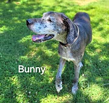 Photo of Bunny