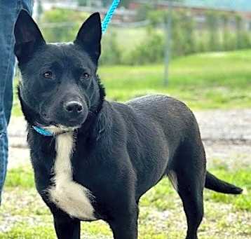 Photo of PANDA GIRL - FOSTER NEEDED - IN SHELTER FOR 9 MOS.