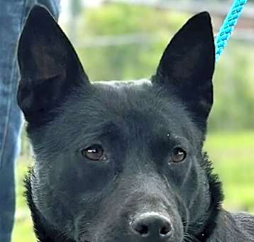 Photo of PANDA GIRL-FOSTER NEEDED- IN SHELTER FOR 9 MOS