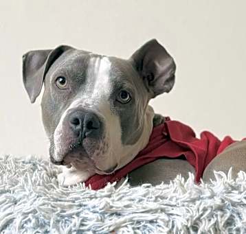 Photo of Billy Bob - AVAILABLE