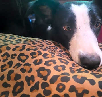 Photo of Stella