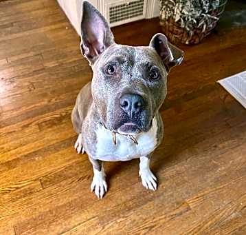 Photo of Periwinkle