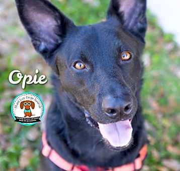 Photo of Opie