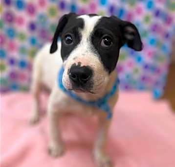 Photo of Delilah