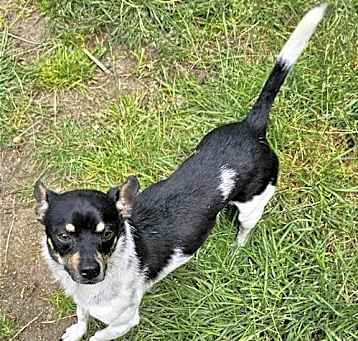 Photo of Roscoe