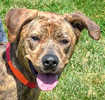 Photo of Nala