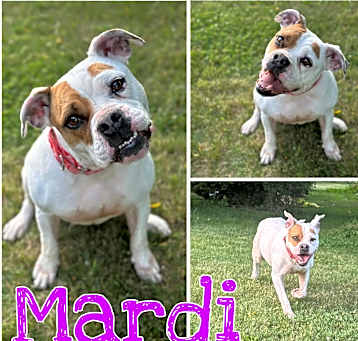 Photo of Mardi