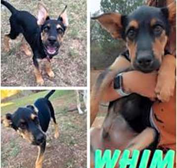 Photo of whim