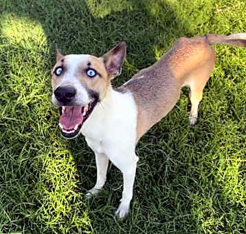 Photo of Quasi