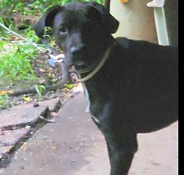 Photo of Spade