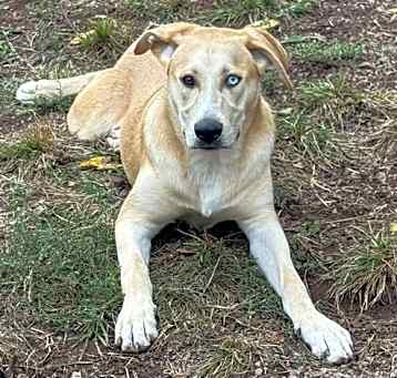 Photo of Juno