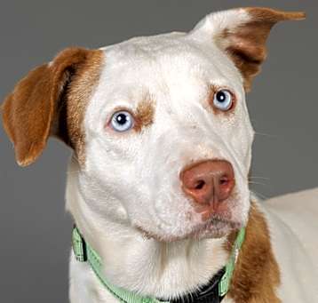 Photo of Indi