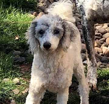Photo of Fido