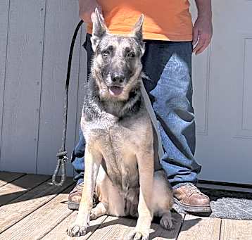 Photo of Sheba