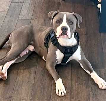 Photo of Cupcake