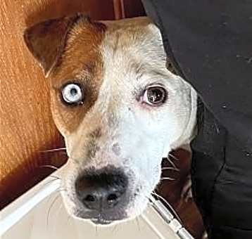 Photo of Poppy