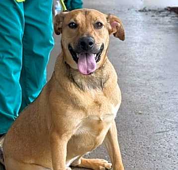 Photo of Ranger