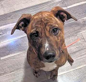 Photo of Rosie/Brooklyn