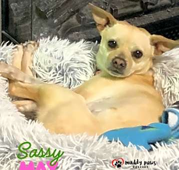 Photo of Sassy May