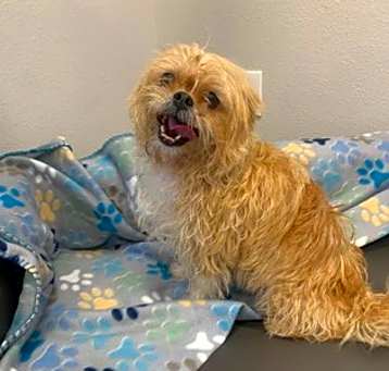 Photo of Honey