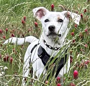 Photo of Roscoe in Katy