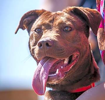 Photo of Cocoa