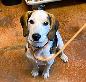 Photo of Beauregard