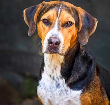 Photo of Trusty