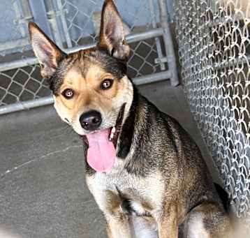 Photo of Wile E. Coyote (Neutered)