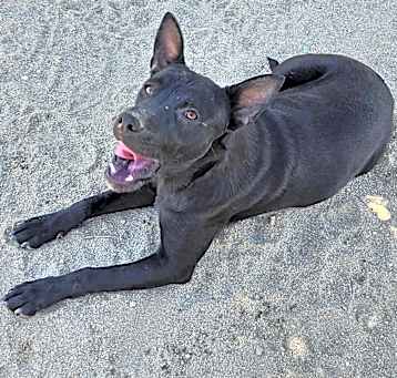 Photo of Sadie