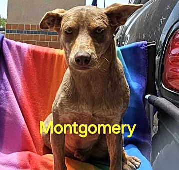 Photo of Montgomery