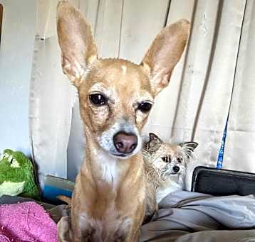 Photo of Bambi
