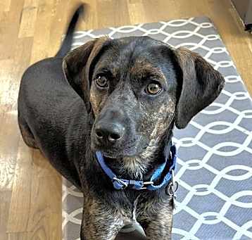 Photo of PUPPY RAZ TAZ- SPECIAL