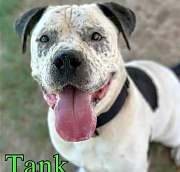 Photo of Tank
