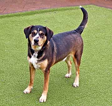 Photo of Buster