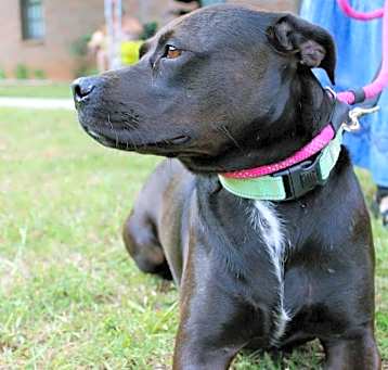 Photo of Sienna  A047879