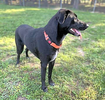 Photo of Darcy