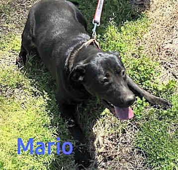 Photo of Mario