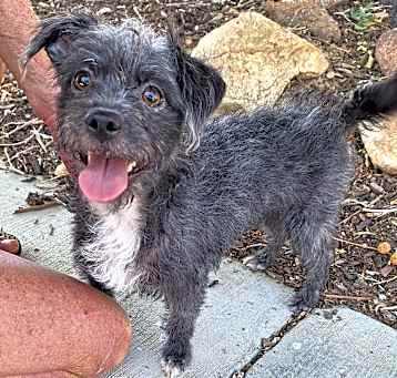 Photo of Little grey