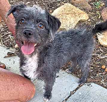 Photo of Little grey