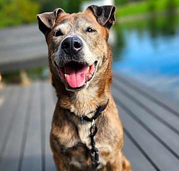 Photo of Stoick
