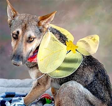 Photo of Coyote