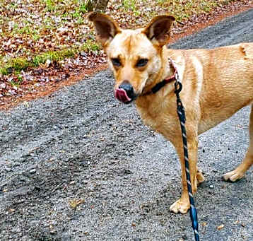 Photo of CARLY- sponsored adoption fee!