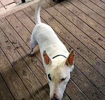 Photo of Piper