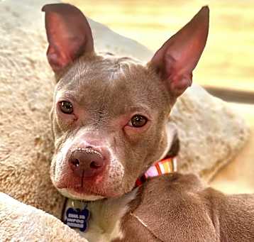 Photo of Tawny